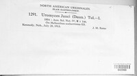 Uromyces junci image